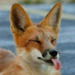 Meet your Posher, Barbi